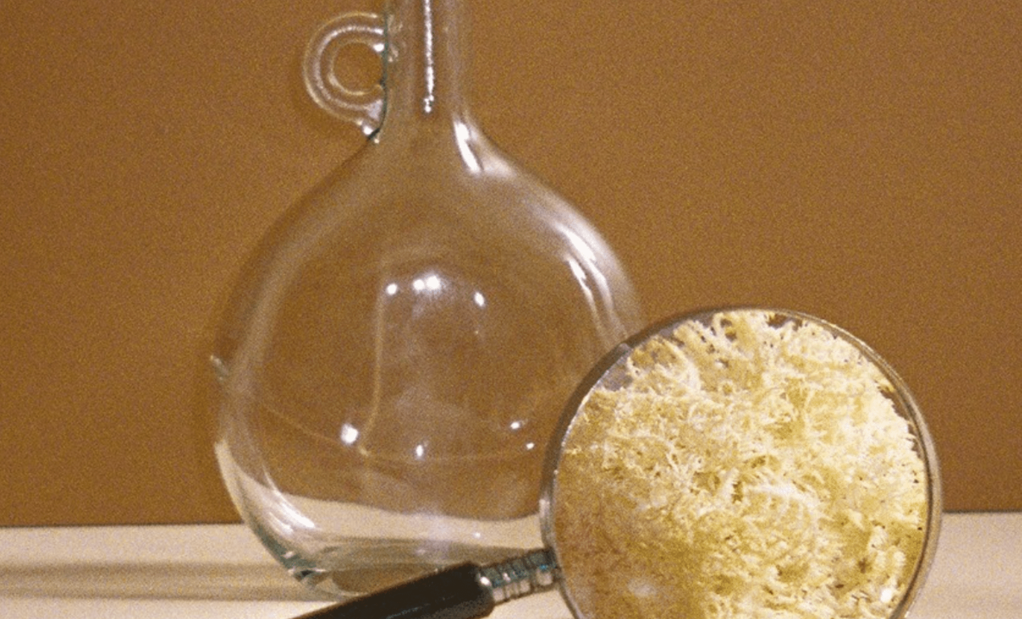 Making Educated Investments in our Health: Functional Mushrooms